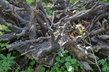 Large dried roots of trees as decoration of the yard