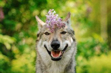 czechoslovak wolf dog funny spring portrait with flowers cute dog wolf