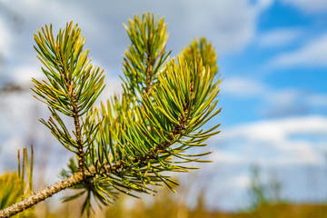 The branch of pine tree against blue sky