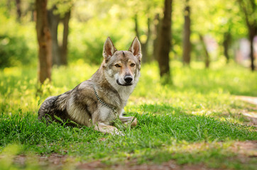 Naklejka na ściany i meble Czechoslovakian wolf dog beautiful spring portrait in the green forest