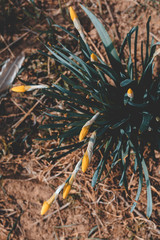 natural street lighting. daffodil flower. have toning. shallow depth of field