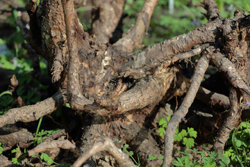 Large dried roots of trees as decoration of the yard