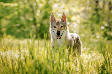 Czechoslovakian wolf dog beautiful spring portrait in the green forest magical sunshine