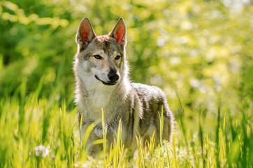 Czechoslovakian wolf dog beautiful spring portrait in the green forest magical sunshine