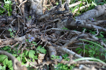 Large dried roots of trees as decoration of the yard