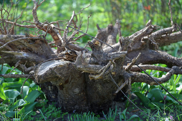 Naklejka na ściany i meble Large dried roots of trees as decoration of the yard