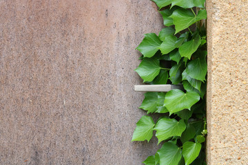 old door with plants