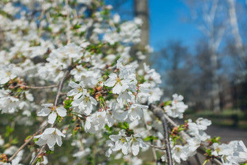 White cherry blossoms in the Spring.