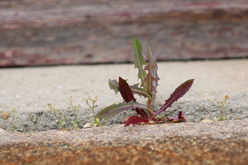 plant growing out of concrete