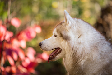 Profile Portrait of beautiful Beige dog breed Siberian Husky posing in fall on a bright yellow forest background.