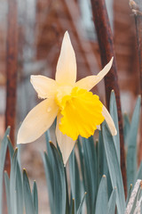 natural street lighting. daffodil flower. have toning. shallow depth of field