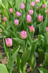 Spring. Tulip Light Pink Prince
