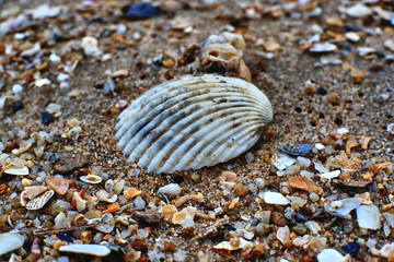 sea shell on the beach