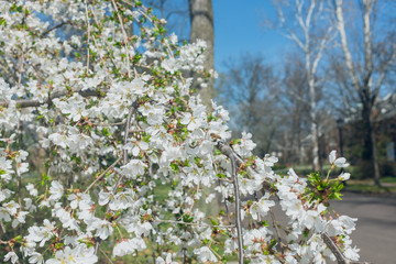 White cherry blossoms in the Spring.