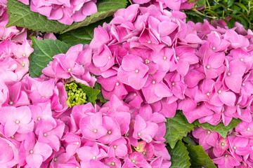 Gorgeous lush beautiful pink hydrangea flowers close up. Wedding backdrop, Valentine's Day concept. Outdoors, summertime. Lilac flowers bunch background