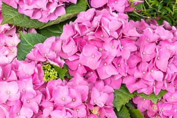 Gorgeous lush beautiful pink hydrangea flowers close up. Wedding backdrop, Valentine's Day concept. Outdoors, summertime. Lilac flowers bunch background