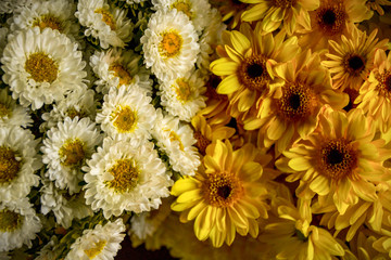 Flores blancas y amarillas