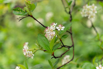 White chokeberry flowers blooming in the Spring.