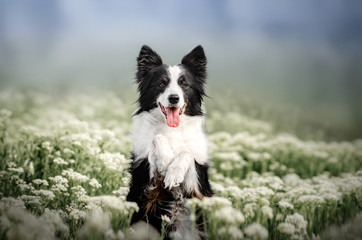 border collie dog beautiful portrait with flowers magical light spring park walk with a dog - obrazy, fototapety, plakaty