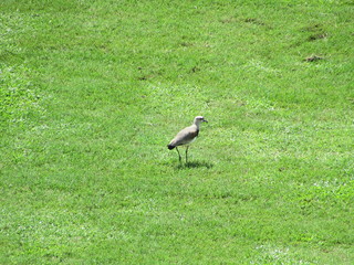 Obraz na płótnie Canvas Bird Southern Lapwing (Vanellus Chilensis) isolated on the lawn
