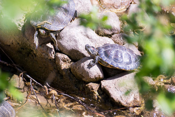 This stock image contains a couple of turtles. two tortoise running over rocks slowly. wildlife photography of turtles.