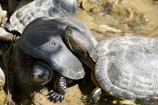 This stock image contains a couple of turtles. two tortoise running over rocks slowly. wildlife photography of turtles.