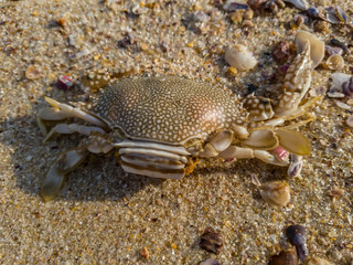 A dead crab found on the sand, after tropical storm.