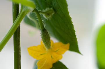 Cucumber seedlings with buds and cucumber ovaries