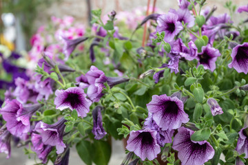Closeup Violet Petunia Arranged in Flowerpot