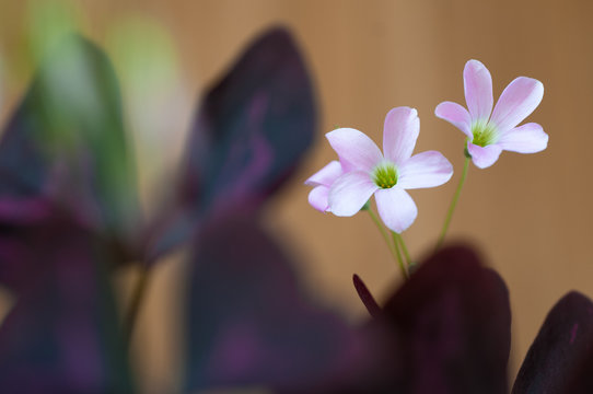 Oxalis Acetosella Houseplant With