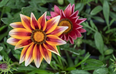 Beautiful African Daisies Gazania Flowers Closeup