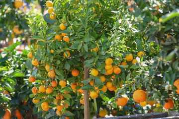 Calamondin Viva Verde, Citrus Madurensis citrus hybrid predominantly. Small citrus fruit for foods and drinks