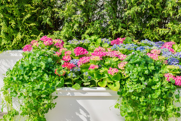 Fototapeta na wymiar pink and blue blooming hydrangea in a flower bed. Natural floral background with copy space