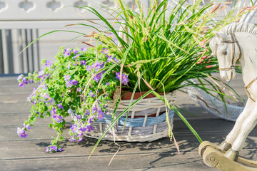 Fototapeta na wymiar Street and garden decoration. Blooming violet flowers in whickered basket