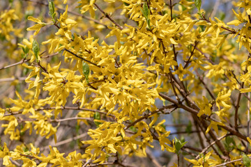 Yellow blooming Forsythia flowers in spring, blue sky on background. Golden Bell, Border Forsythia Forsythia x intermedia, europaea beautiful shrub