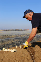 Worker harvesting asparagus on the field