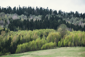 Fototapeta na wymiar Mixed forest in the spring