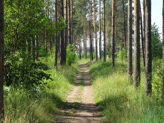 Fototapeta premium path in the forest