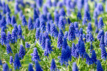 Fototapeta premium Muscari flowers, Muscari armeniacum, Grape Hyacinths spring flowers blooming in april and may. Muscari armeniacum plant with blue flowers