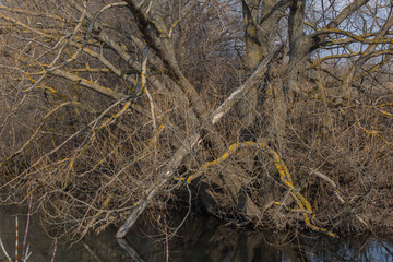? beaver gnawed tree growing by the river