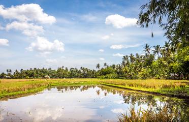 Balinese rice fields