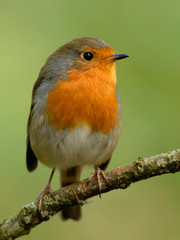 Cute colourful robin on perch in woodland