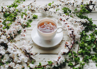 Cup of green tea and spring apricot blossom on a white wooden background. Rustic, close up.