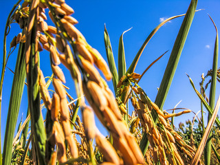 Obraz premium rice plant in field on farm in Rio Grande do Sul state, Brazil