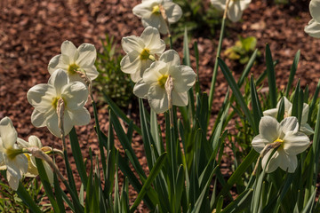 View of pastel yellow narcissus flower in the spring time garden