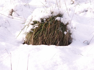 Wintergreen