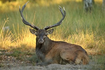 Naklejka na ściany i meble cerf couché pendant le brame