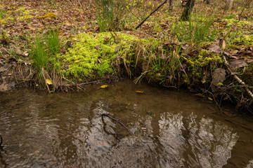 Fototapeta na wymiar A creek flowing through a forest. St. Mary's River State Park, Leonardtown, MD, USA.
