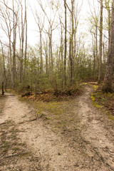 A forked trail in a forest.  St. Mary's River State Park, Leonardtown, MD, USA.