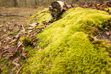 Moss on a forest floor.  St. Mary's River State Park, Leonardtown, MD, USA.